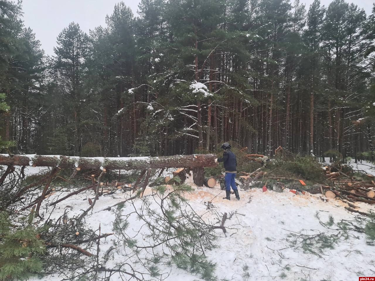 Действия лесорубов в Корытовском лесу запечатлели на видео : Псковская  Лента Новостей / ПЛН