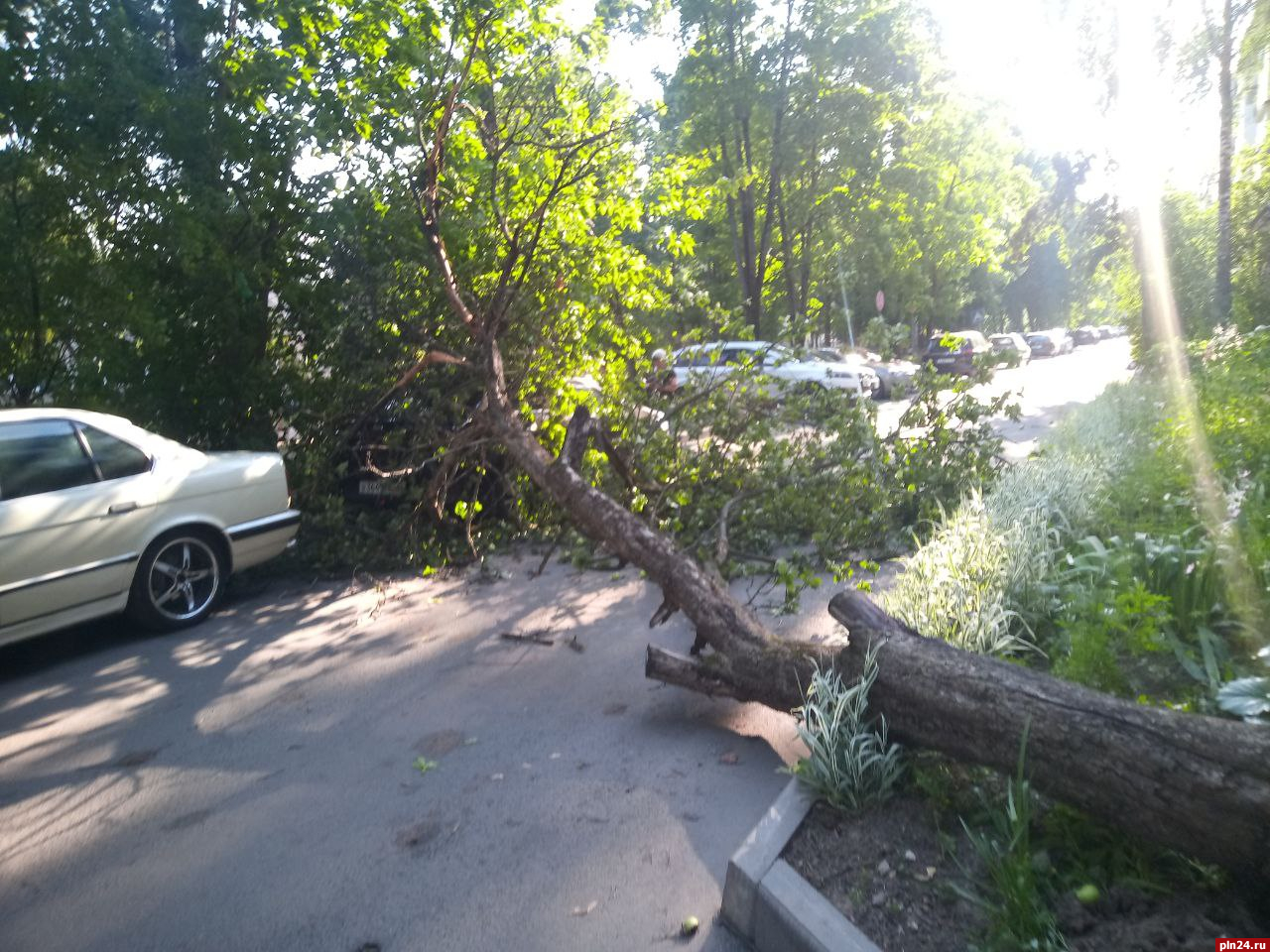 Упавшее на автомобиль дерево оперативно убрали в Пскове : Псковская Лента  Новостей / ПЛН