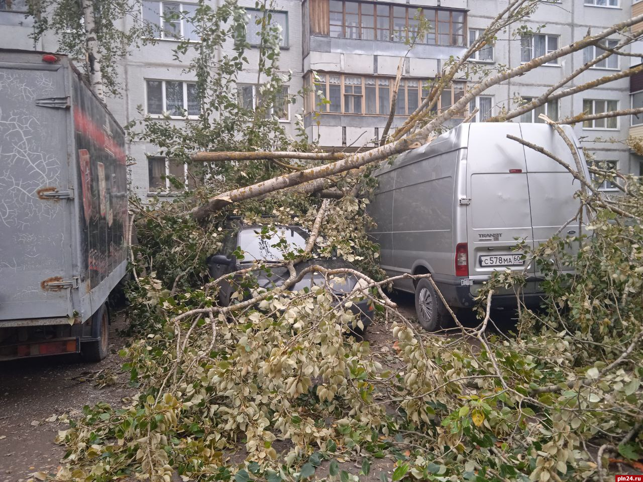 Оборванные провода и поваленные деревья: последствия непогоды в Псковской  области обсуждают в Сети : Псковская Лента Новостей / ПЛН