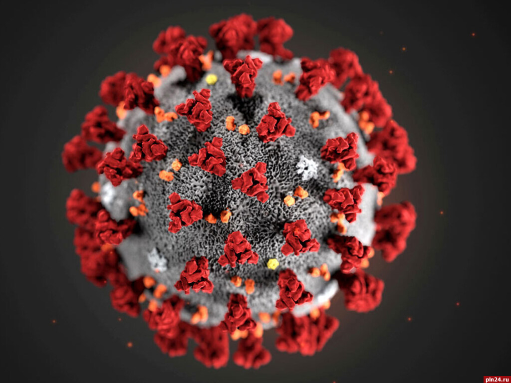 Шесть очагов коронавируса остаются активными в Псковской области :  Псковская Лента Новостей / ПЛН