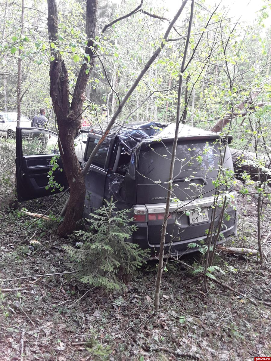 Хонда» врезалась в дерево на дороге Струги Красные - Ляды, пострадал  водитель : Псковская Лента Новостей / ПЛН