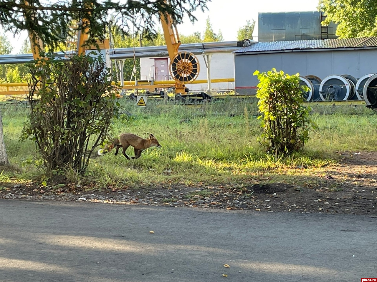 Лису заметили в городе Дно : Псковская Лента Новостей / ПЛН