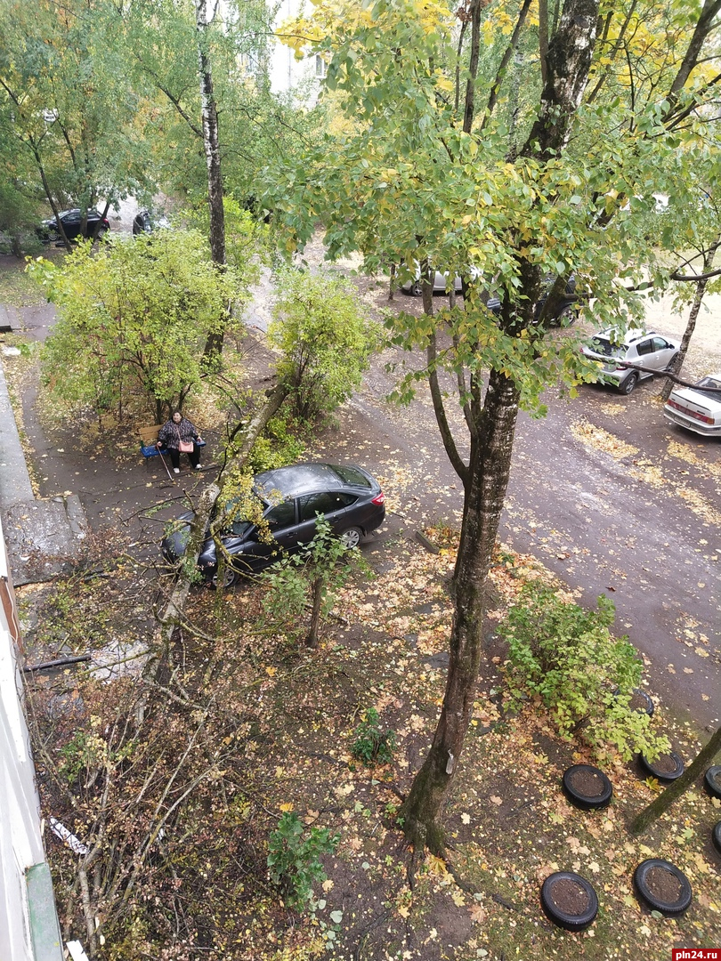 Дерево упало на машину в Пскове : Псковская Лента Новостей / ПЛН