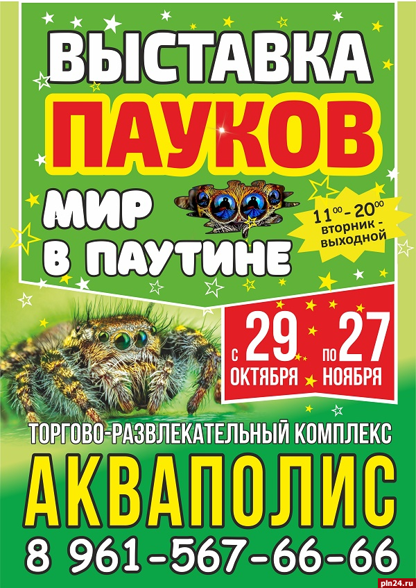 Выставка пауков. Выставка пауков нижний новгород жар птица. Пауки самары. Выставка живых пауков «опасные и прекрасные». Выставка пауков.