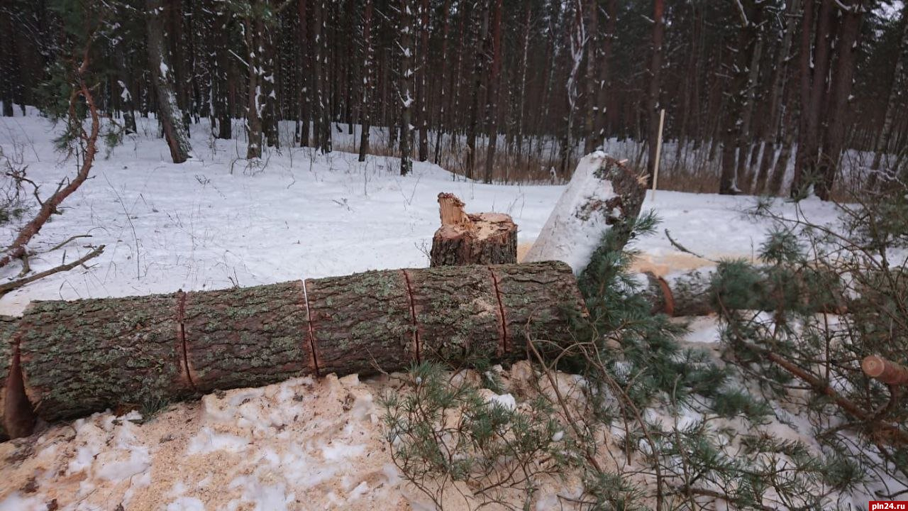 Участковый проводит проверку по факту рубки сосен в Корытовском лесу :  Псковская Лента Новостей / ПЛН