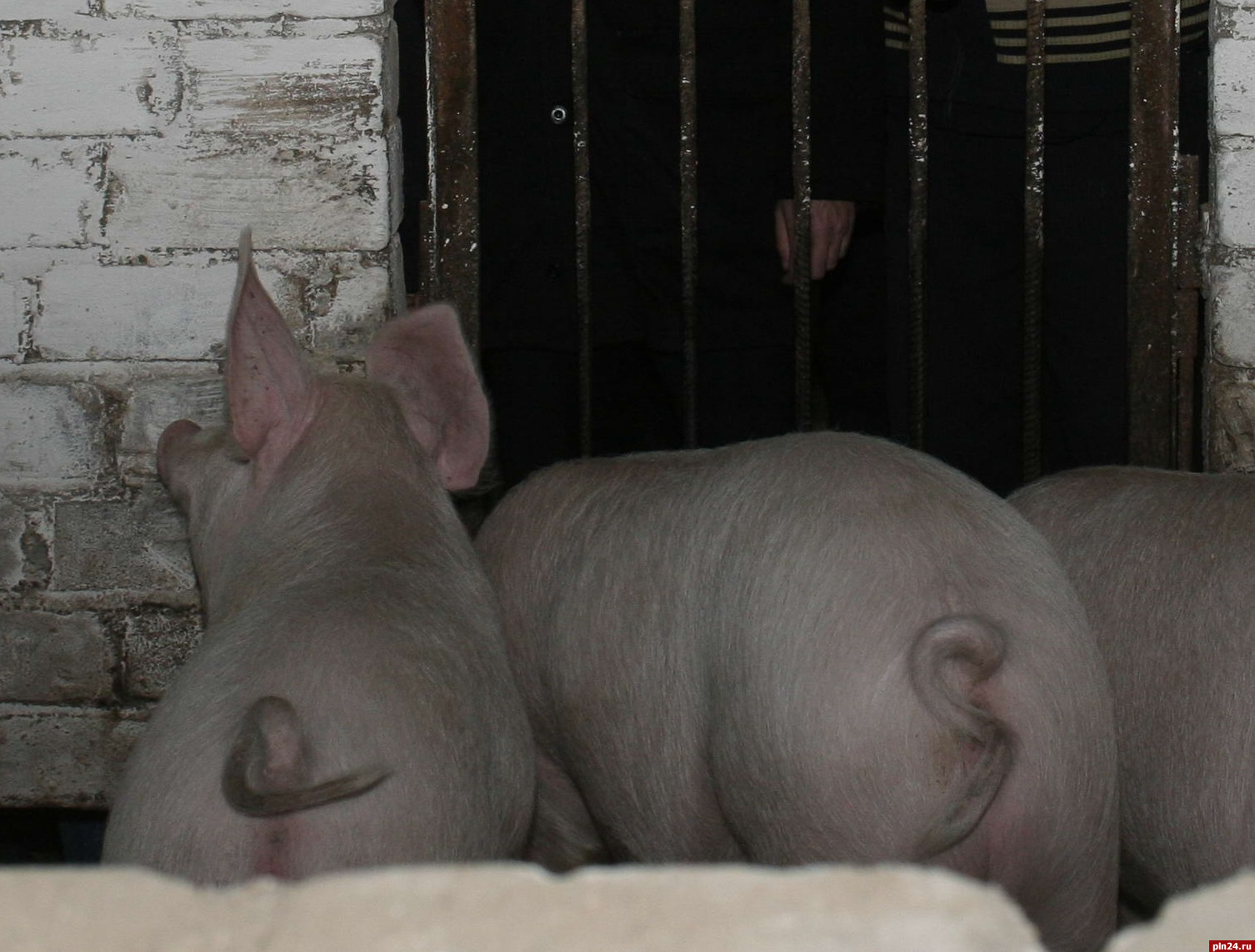 Фото свиней, кабанов, минипиги, хрюш