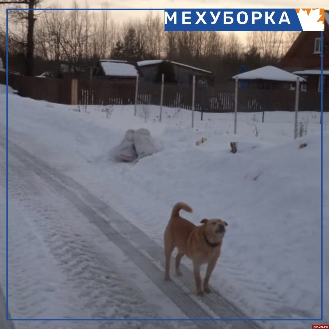 Экопром» просит владельцев собак не отпускать их на самовыгул : Псковская  Лента Новостей / ПЛН