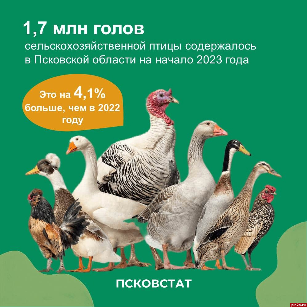 Цесарок и фазанов выращивают в крестьянских хозяйствах Псковской области :  Псковская Лента Новостей / ПЛН