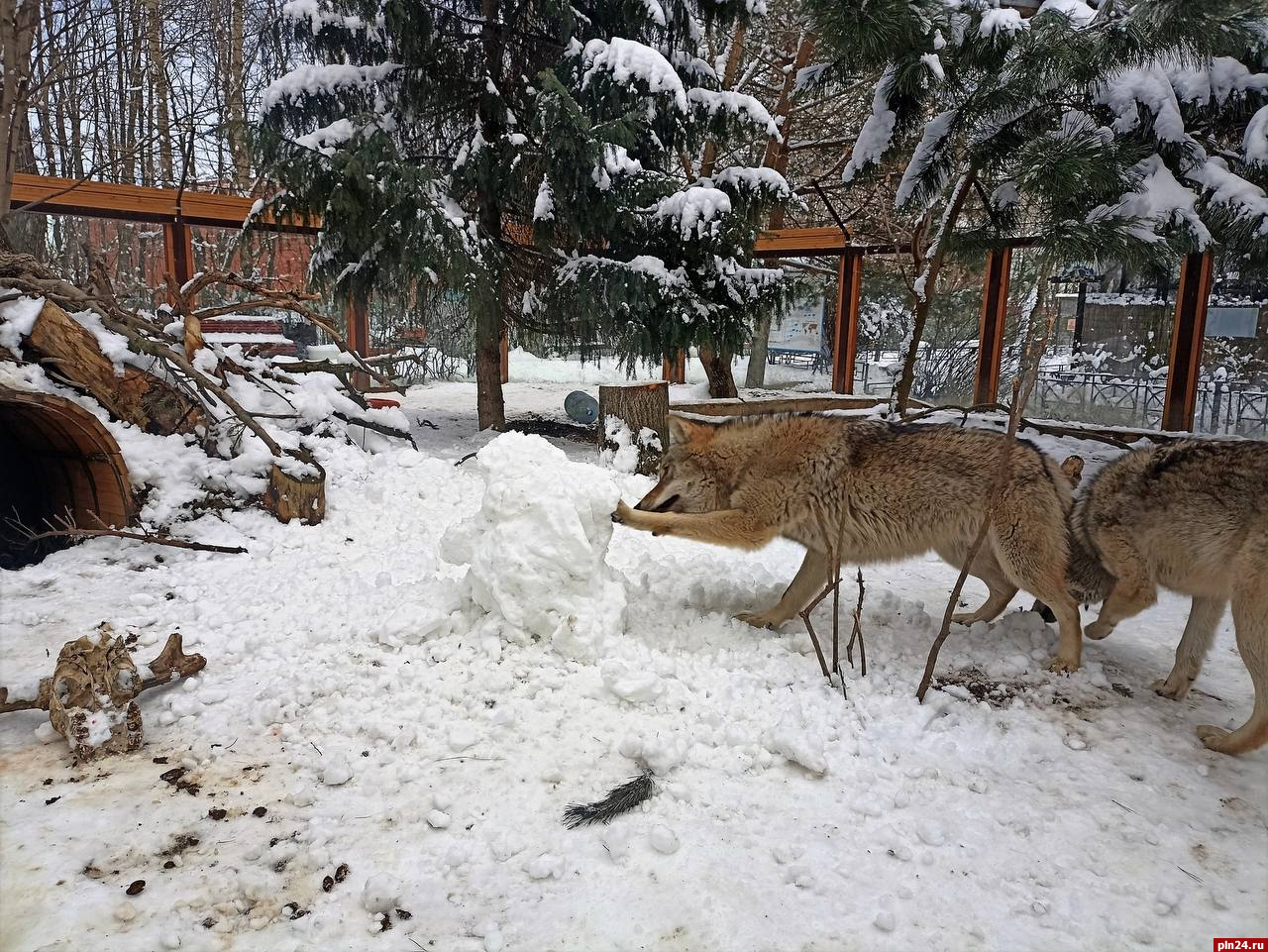 ленинградский зоопарк зимой