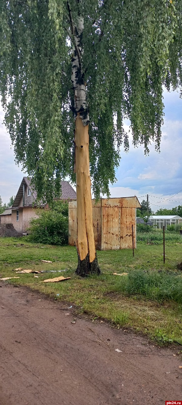 Молния ударила в дерево на улице Линейной в Пскове. ФОТО : Псковская Лента  Новостей / ПЛН