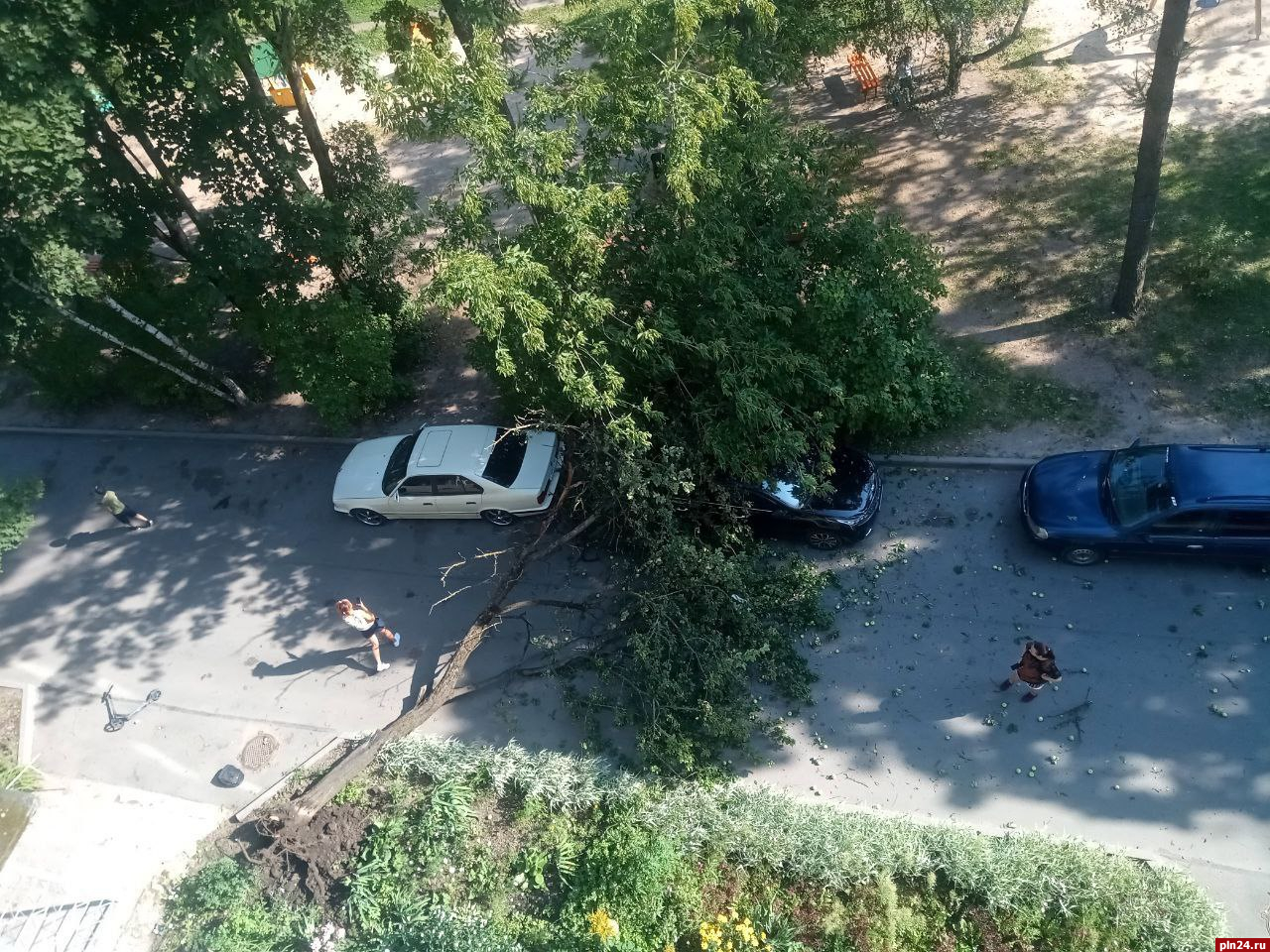 Упавшее на автомобиль дерево оперативно убрали в Пскове : Псковская Лента  Новостей / ПЛН