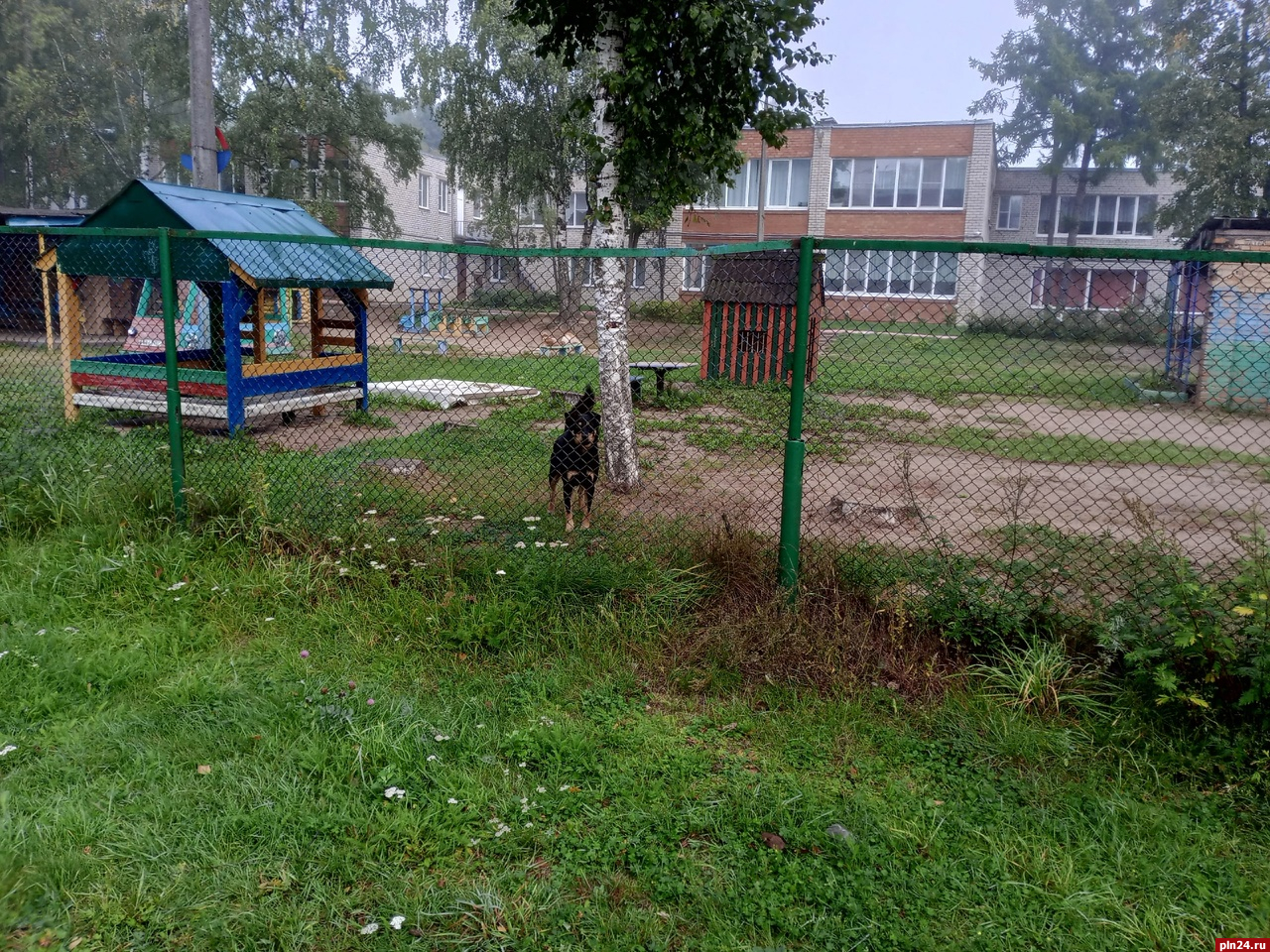 Три большие собаки кидаются на людей на детской площадке в Пскове. ФОТО :  Псковская Лента Новостей / ПЛН