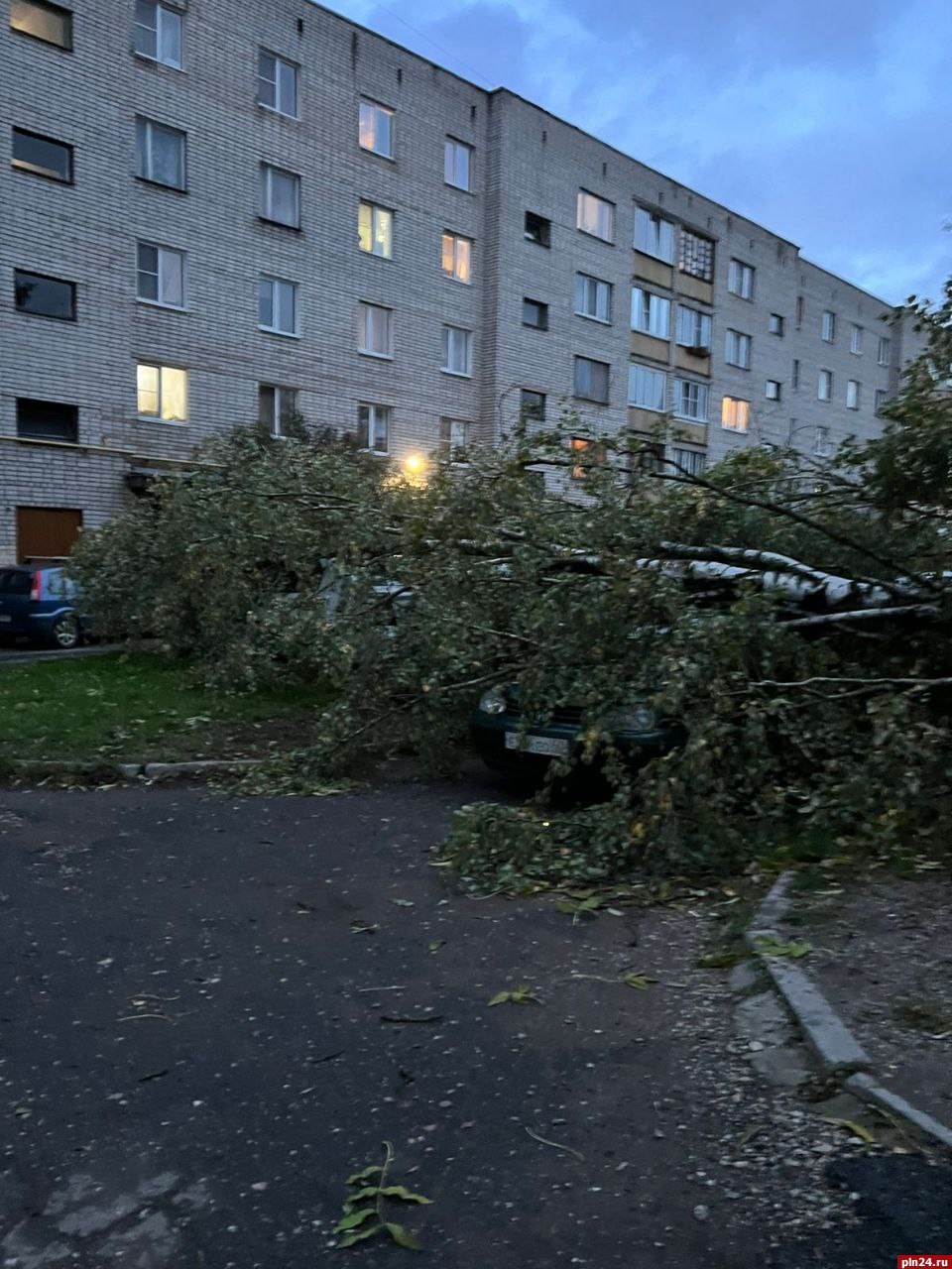 Дерево упало на два автомобиля на Рижском проспекте в Пскове. ВИДЕО :  Псковская Лента Новостей / ПЛН