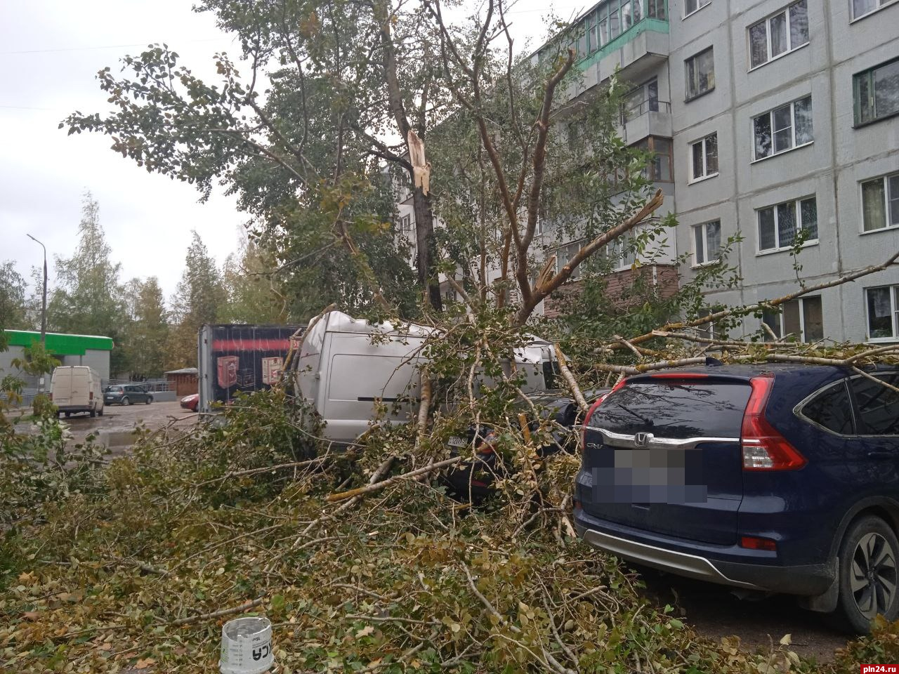 Оборванные провода и поваленные деревья: последствия непогоды в Псковской  области обсуждают в Сети : Псковская Лента Новостей / ПЛН