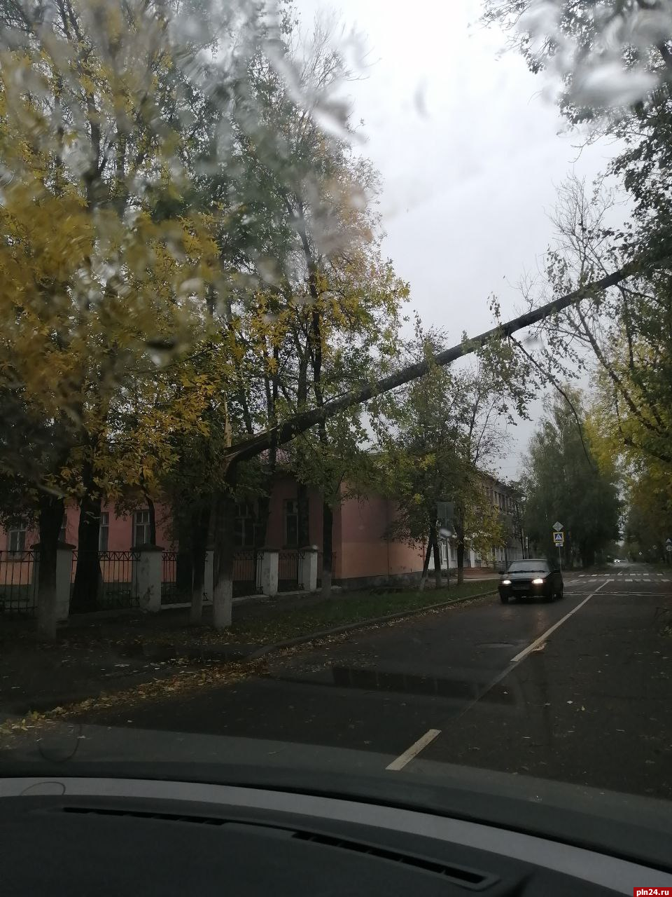 Дерево повисло над дорогой на улице Кошевого в Пскове : Псковская Лента  Новостей / ПЛН