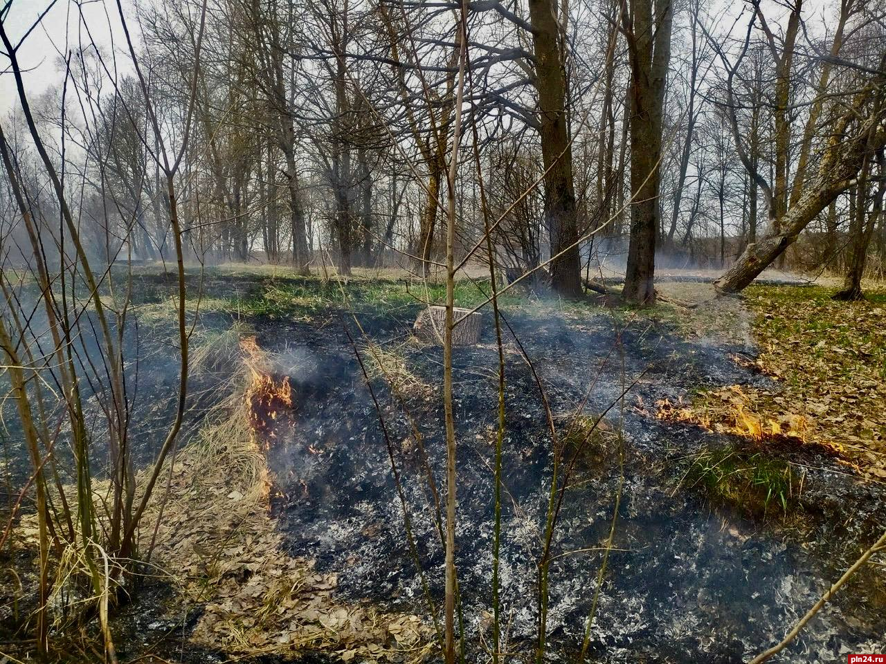 Пал сухой травы зафиксировали в Великолукском районе : Псковская Лента  Новостей / ПЛН