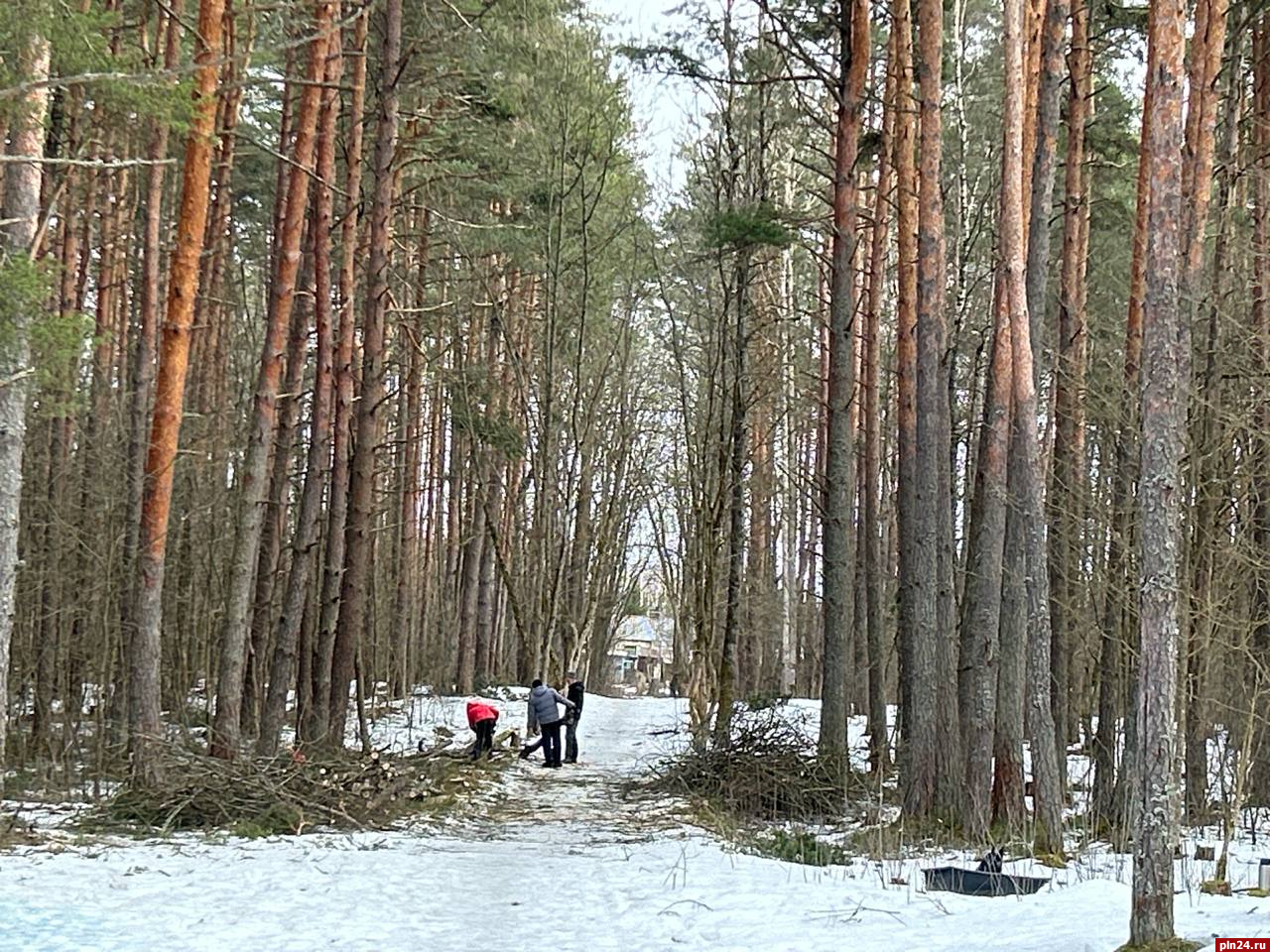 Благие намерения: зачем пилят деревья в Корытовском лесопарке : Псковская  Лента Новостей / ПЛН