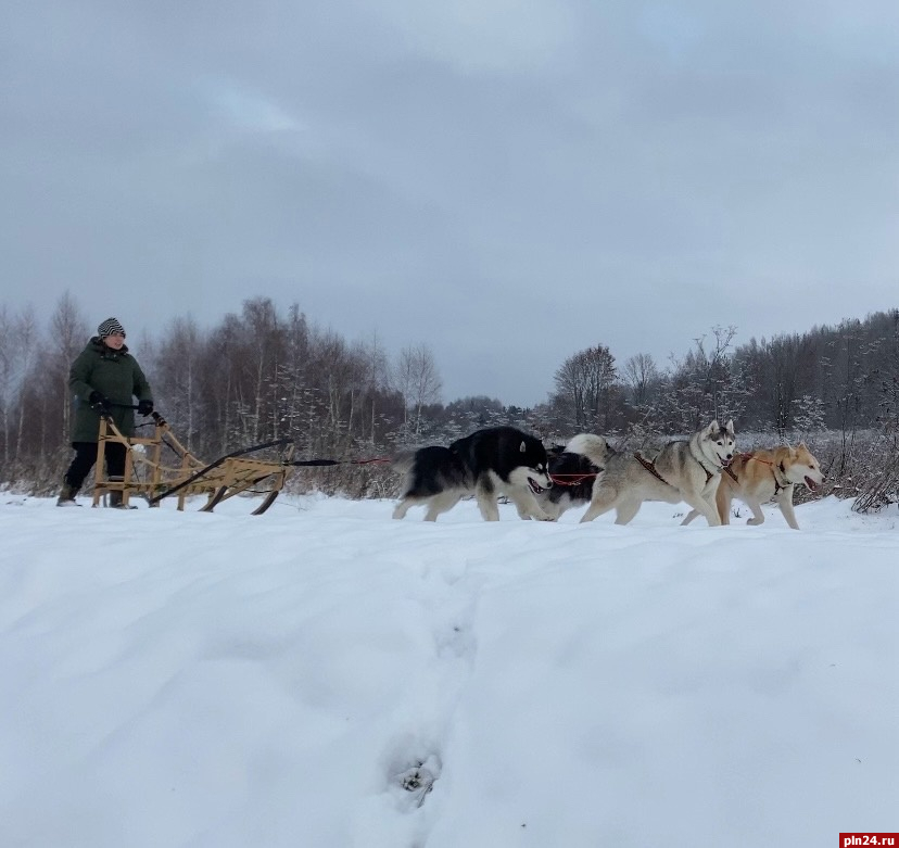 Катать хозяина на санках может практически любая крупная собака