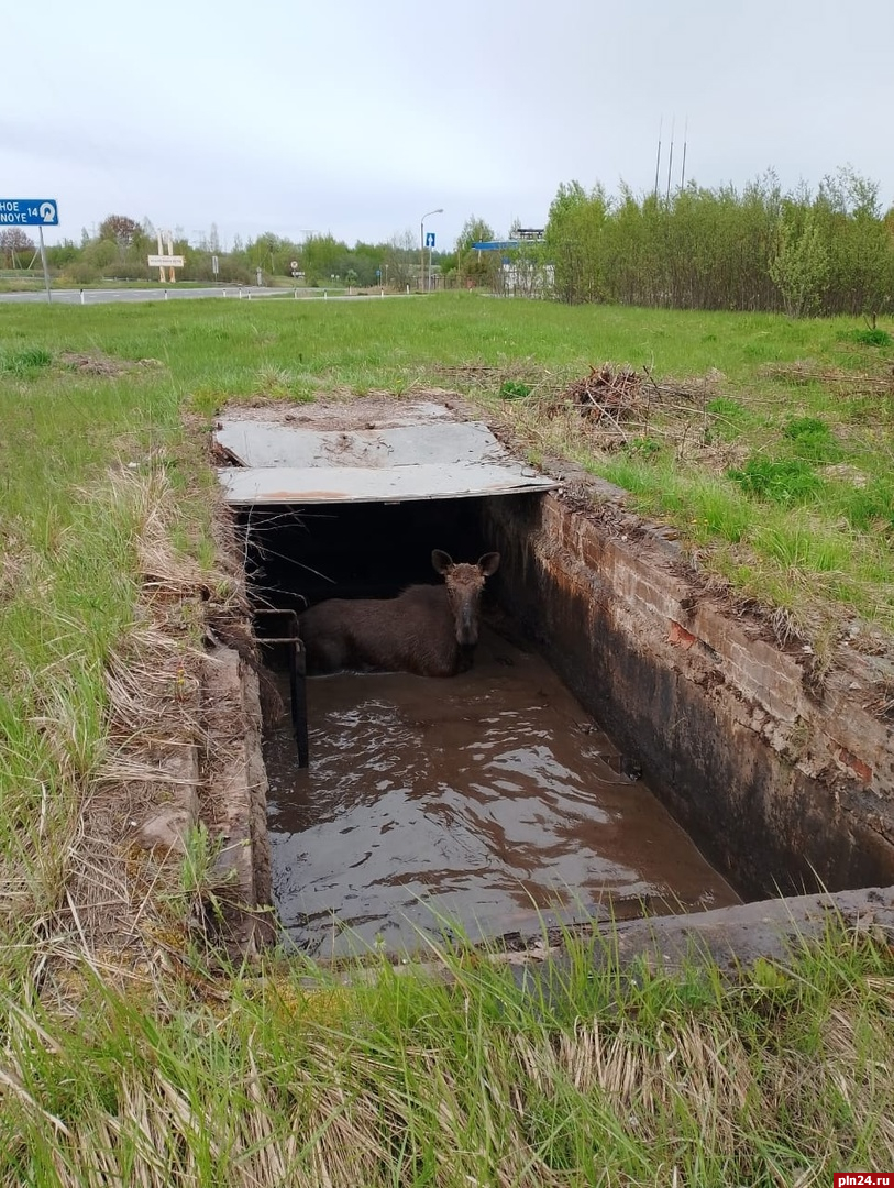 Провалившегося в яму лося спасли в Псковской области : Псковская Лента  Новостей / ПЛН