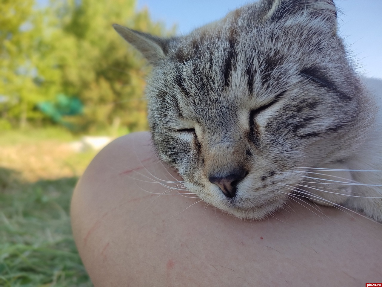 Первая находка»: выброшенного на парковку кота в Выбутах забрали археологи  : Псковская Лента Новостей / ПЛН