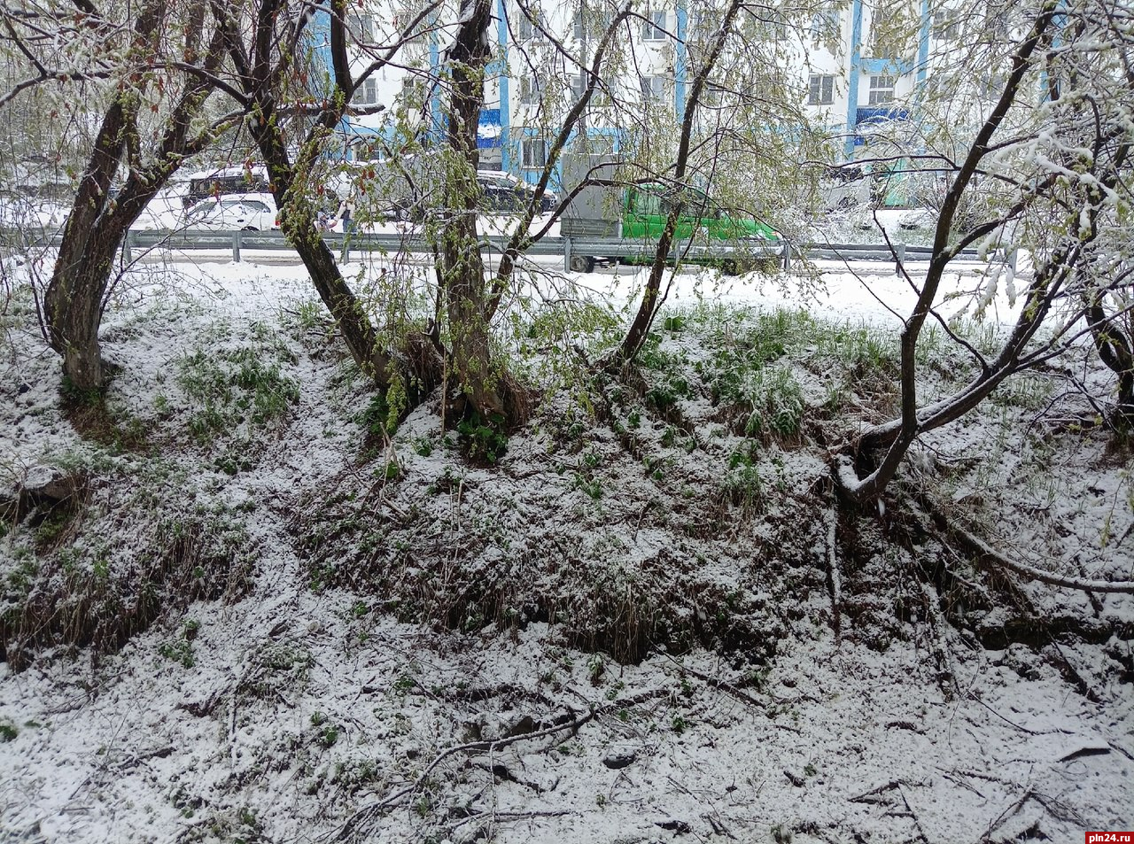 Фотофакт: Майский снег выпал в Невеле : Псковская Лента Новостей / ПЛН