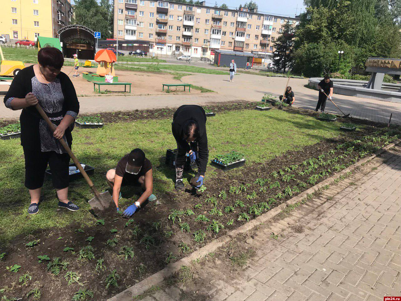 Однолетние цветы высаживают на улицах Великих Лук : Псковская Лента  Новостей / ПЛН