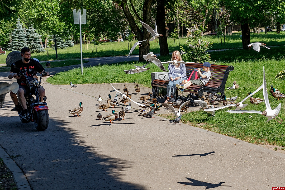 Жара в Пскове. ФОТОРЕПОРТАЖ : Псковская Лента Новостей / ПЛН