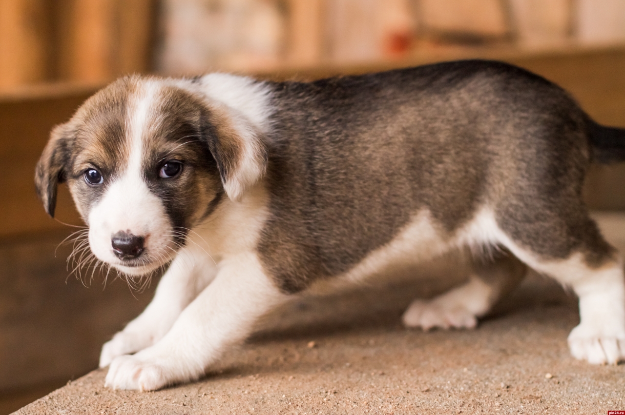 Приют добрый порхов для животных. Приют добрый порхов. Приют для собак найда боровичи. Спб приют добрый дом. Животные порховского района.