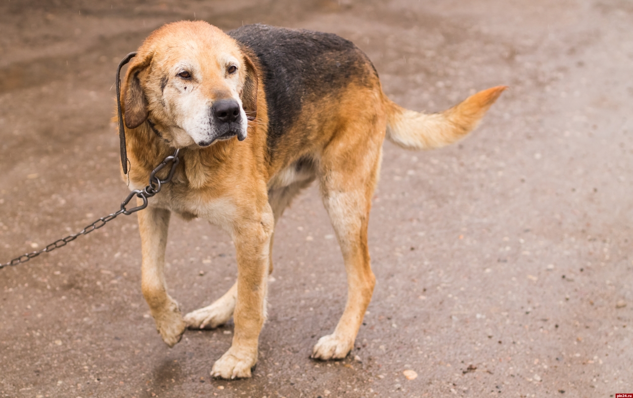 Приют собак в порхове. Город боровичи приют собак найда. Приют добрый порхов. Питомник г. Приют добрый порхов.
