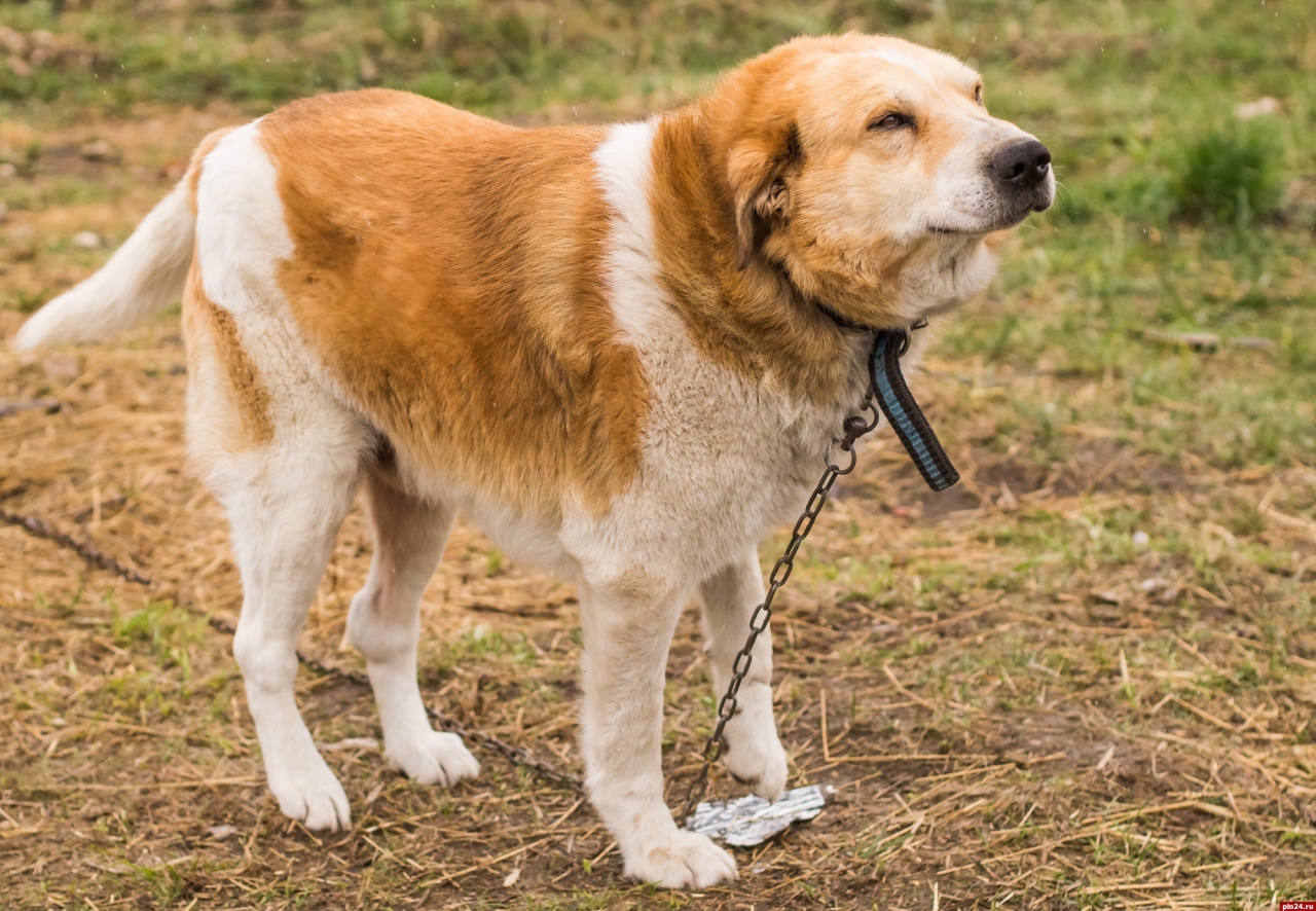 Приют добрый порхов для животных. Приют добрый порхов для животных. Приют добрый порхов. Приют добрый порхов. Собака №1 в приюте.