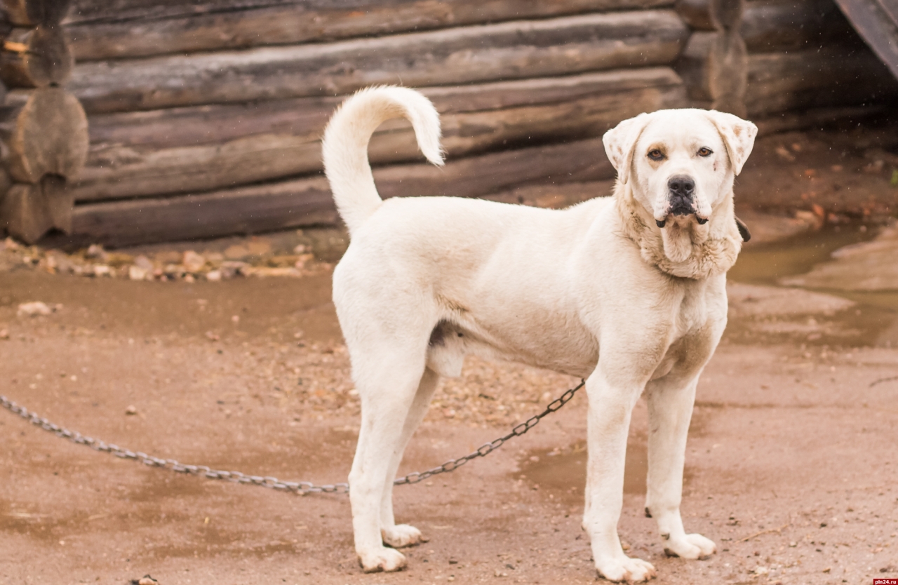 Приют для животных порхов. Домики для бездомных собак. Приют добрый порхов для животных. Приют добрый порхов. Приют для животных порхов.