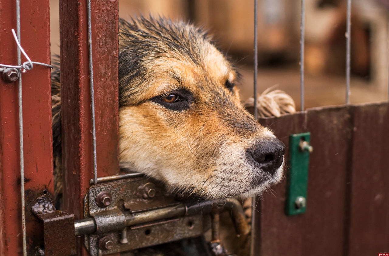 Приют для животных порхов. Валдайский приют для собак. Будка для бездомной собаки. Приют добрый порхов. Приют добрый порхов.